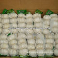 super white garlic 4P from fty 5.5cm